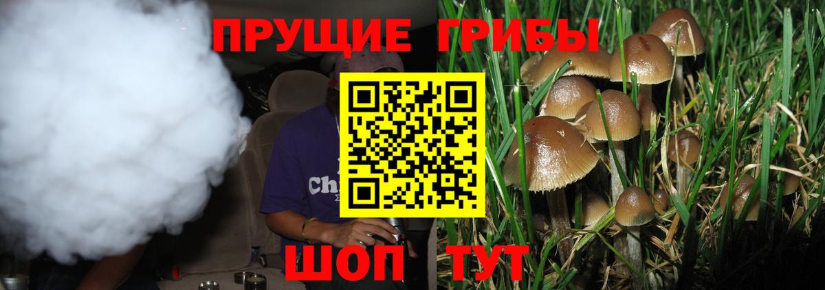 купить наркоту  Вход с VPN  Ржев  Псилоцибиновые грибы Psilocybe 